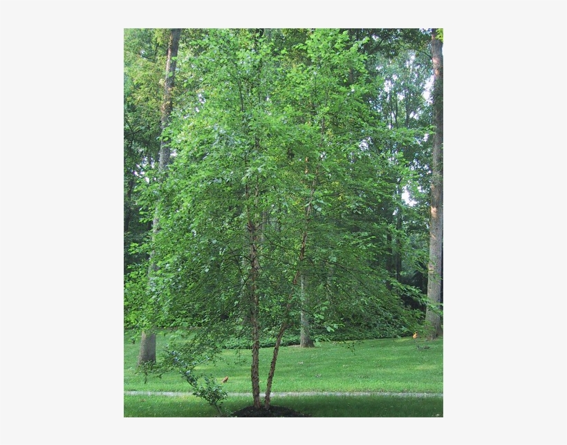 Betula Nigra 3789 Betula Nigra 3790 Betula Nigra - River Birch, transparent png #1567771
