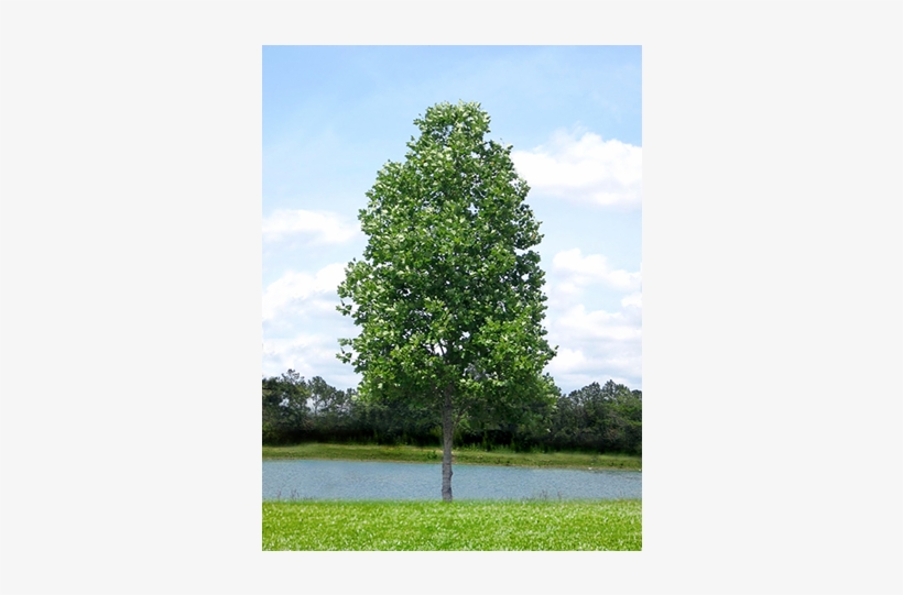 Tulip Poplar - Tulip Tree, transparent png #1567828