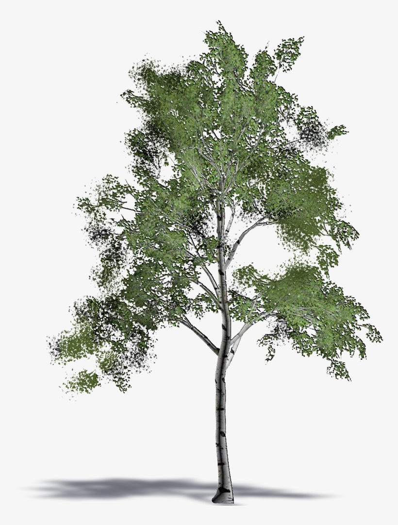 White Birch - Mexican Pinyon, transparent png #1567870