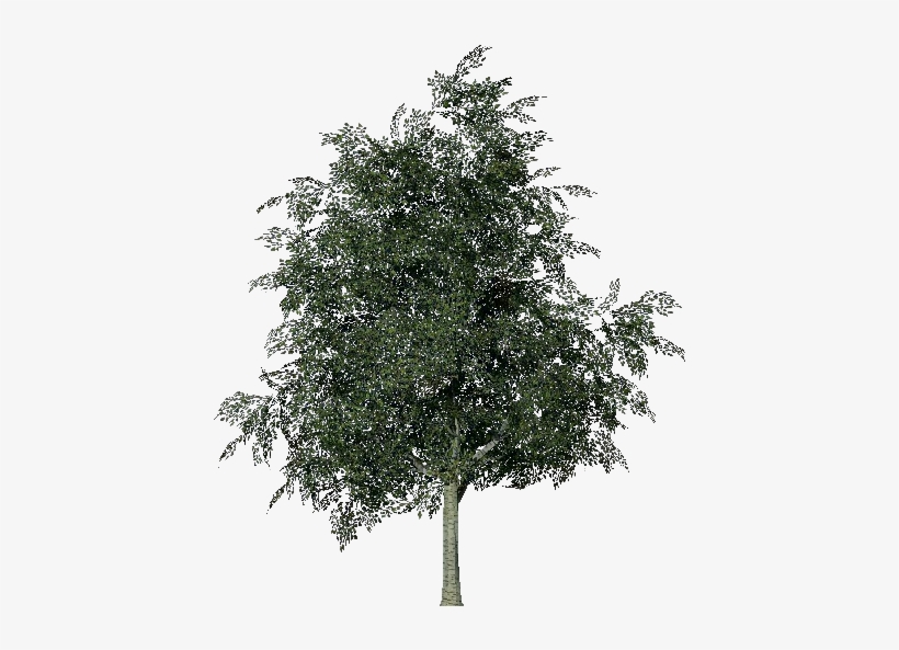 3d Trees - Birch - Arbre Bouleau Png, transparent png #1568158