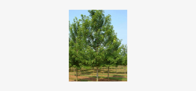 Are Maple Holly, Weeping Willow, And Birch Trees - Autumn Blaze Maple Tree, transparent png #1568304