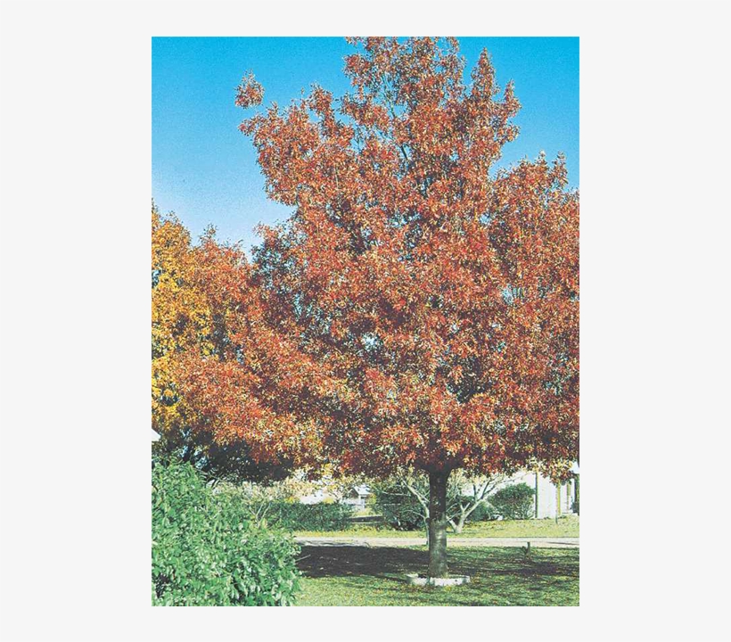 Shumard Red Oak - Shumard Oak Tree, transparent png #1568371