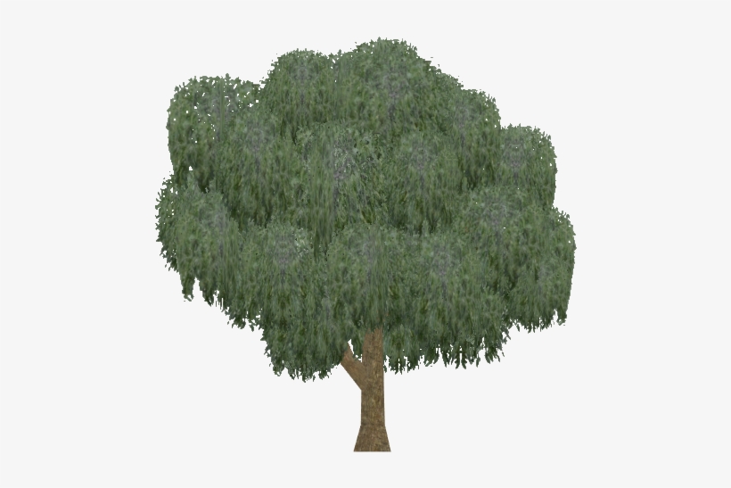 Willow - Mexican Pinyon, transparent png #1568414