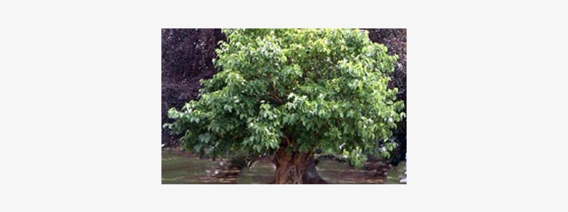 History - Bank Of America, transparent png #1568499