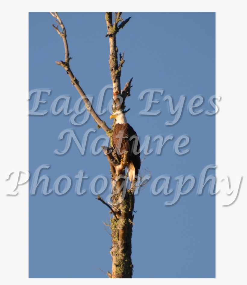 Go To Custom Orders - Pond Pine, transparent png #1568587