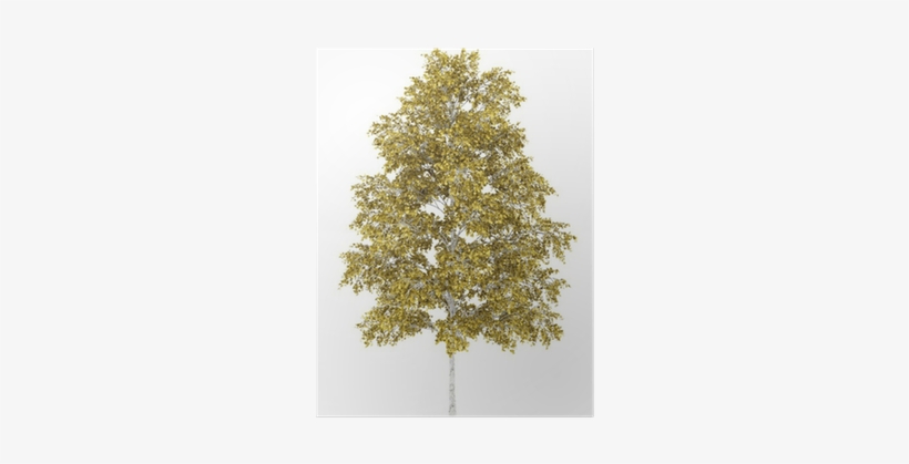 European White Birch Tree Isolated On White Background - Birch, transparent png #1568723
