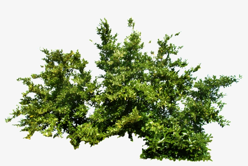 Bushes Png, transparent png #1568741