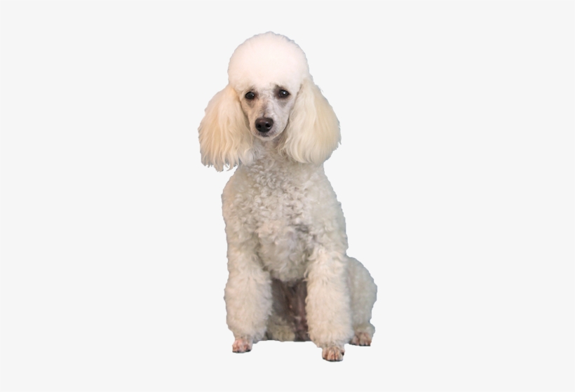 Miniature Poodle Cards - Poodle Transparent, transparent png #1568766