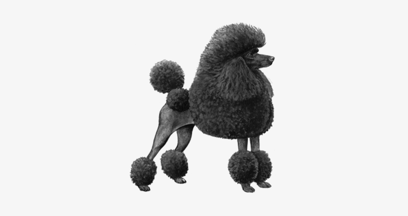 Toy Poodle - B&w - Miniature Poodle Dog Counted Cross Stitch Pattern, transparent png #1568833