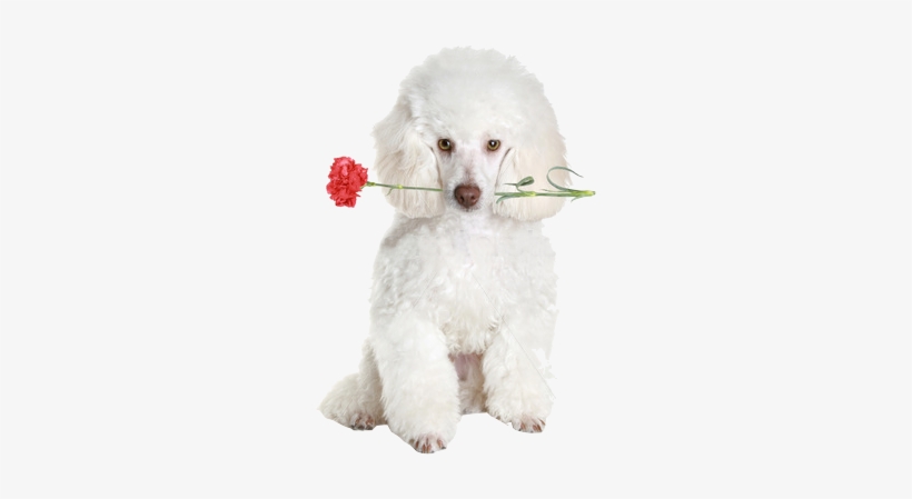 2011 Brazzil Dazzle Poodles - Poodle Png, transparent png #1568855