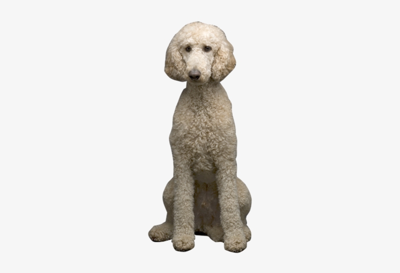 Jpg Stock Get Well Cards Sloppy Kiss Why Choose - Standard Poodle, transparent png #1568957