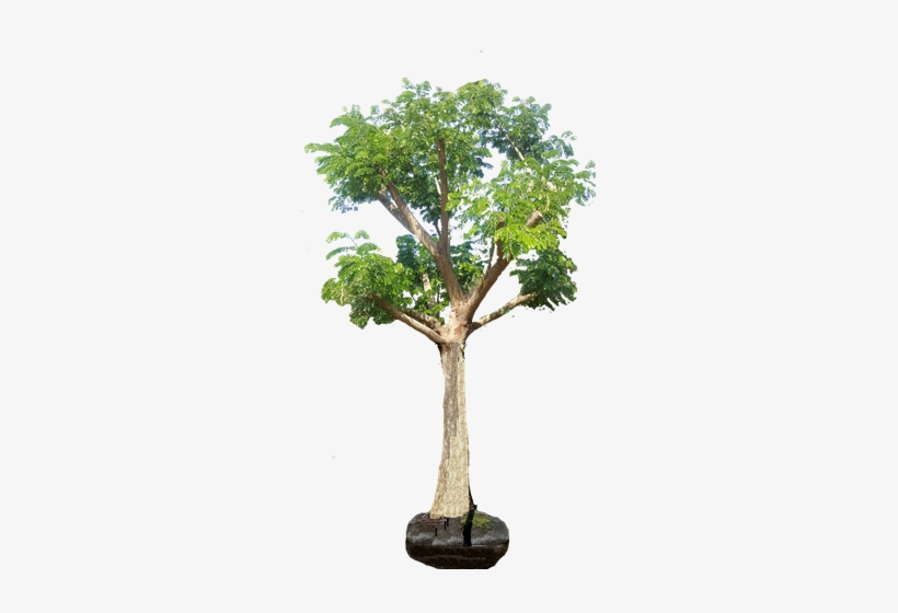 Albizia Julibrissin - River Birch, transparent png #1568958