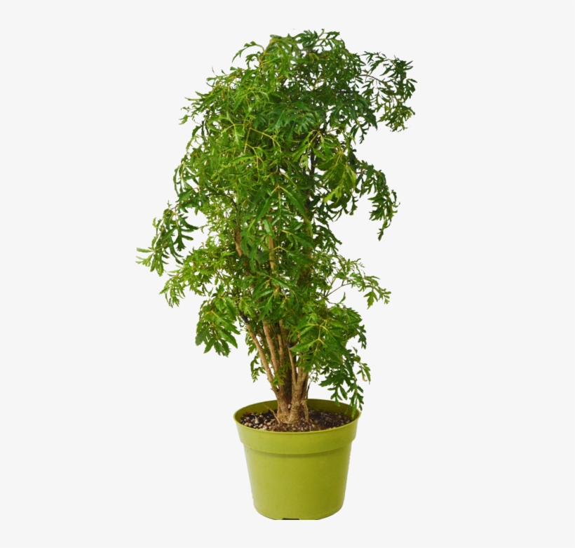Aralia Ming Stump Plant - Polyscias Fruticosa, transparent png #1568982