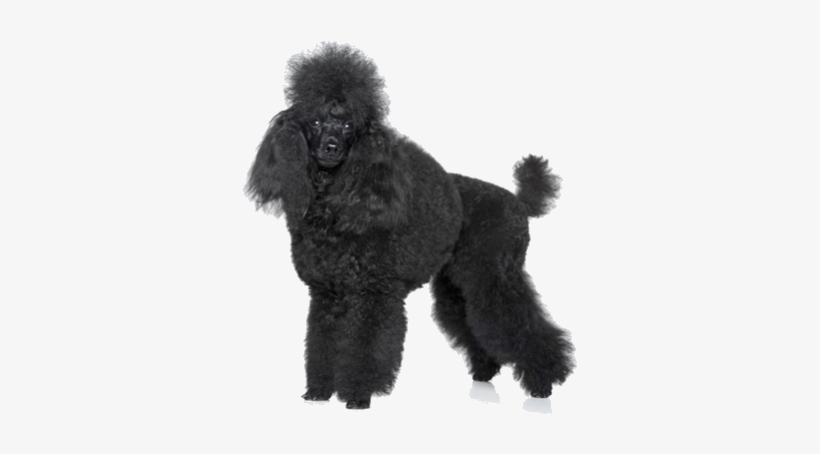 The American Kennel Club Maintains The Breed Standard - Black Poodle Png, transparent png #1568988