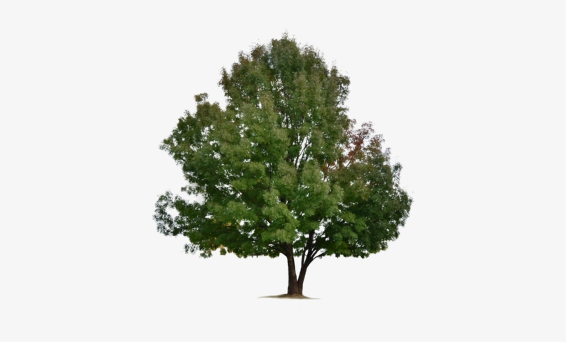 Tree Png By Ivaxxx-d8hocrc - Stock Photography, transparent png #1569007