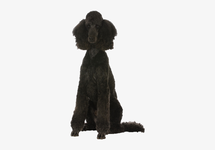 Beds, Collars And Accessories - Black Poodle Transparent, transparent png #1569034