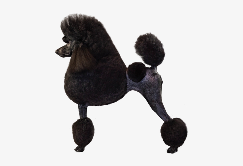 Poodle Breed Course - Poodle, transparent png #1569173