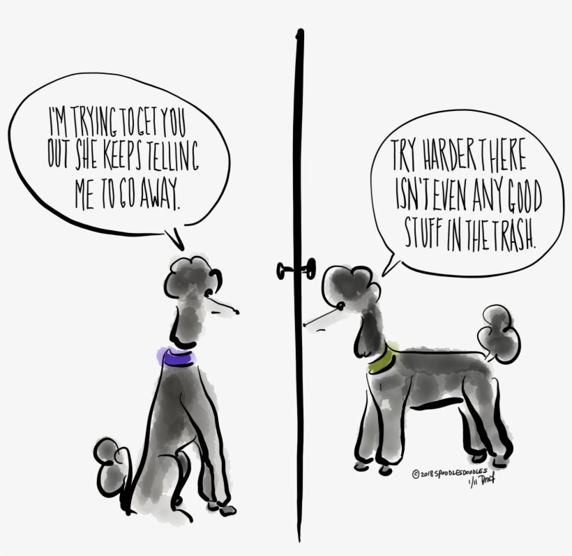 Clip Download Maltese Drawing Teacup Poodle - Poodle, transparent png #1569343