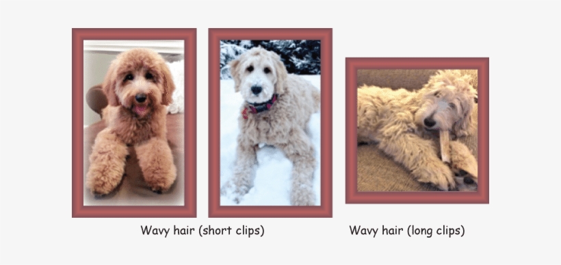 Poodle Clip Labradoodle - Curly Vs Wavy Goldendoodle, transparent png #1569394