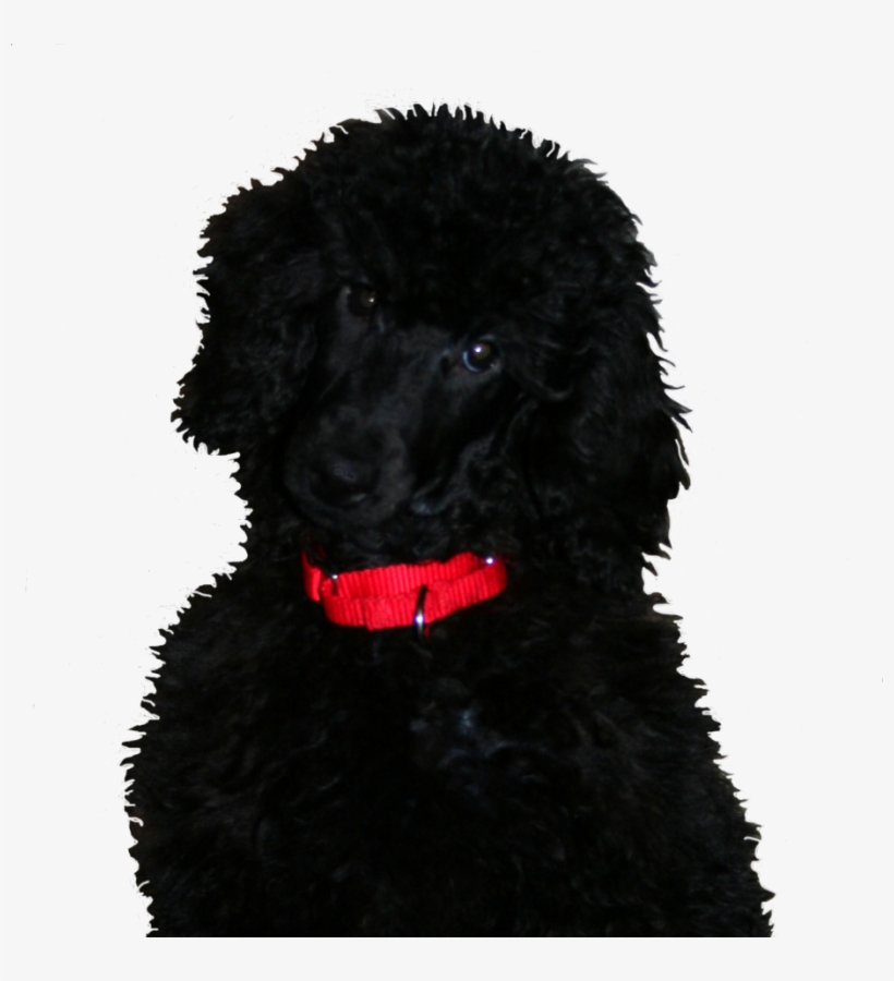 If This Is Something You Think You May Be Interested - Dog, transparent png #1569420