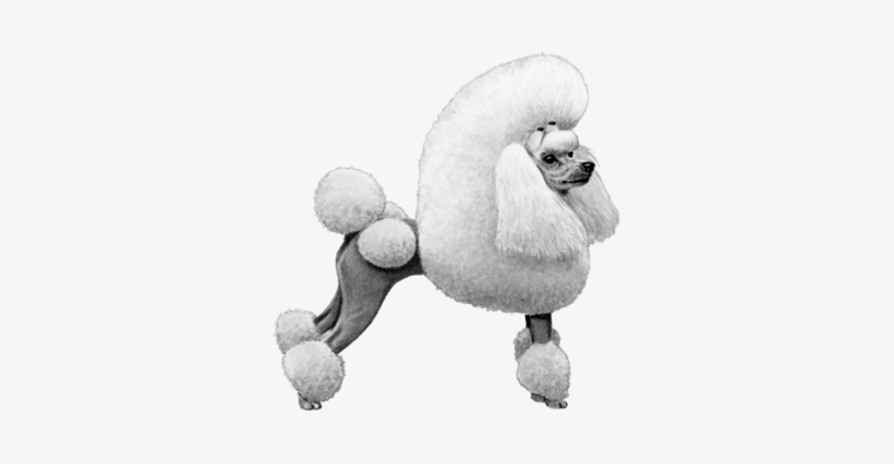 Miniature Poodle - B&w - Miniature Poodle, transparent png #1569462