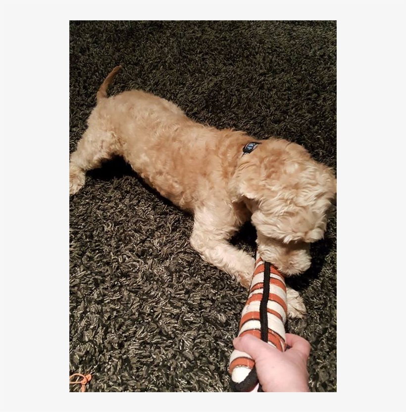 Goldendoodle, transparent png #1569632