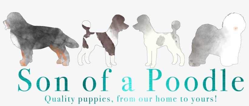 Home - Guard Dog, transparent png #1569774