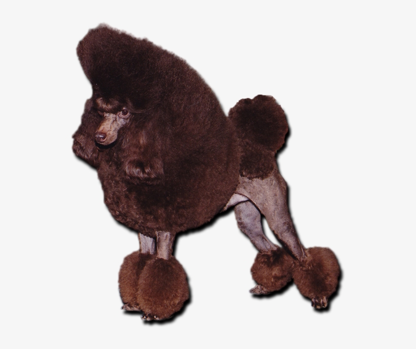 Chocolate Toy Poodle - Poodle, transparent png #1569839