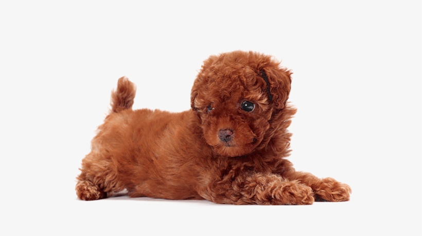 Cute Dogs That Dont Shed, transparent png #1569894