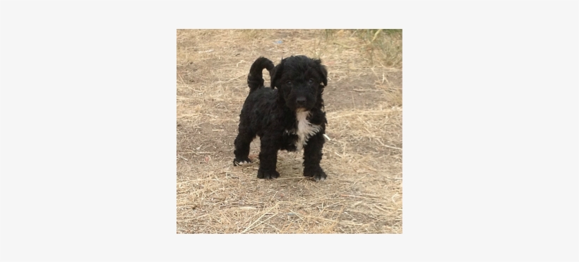 S Standard Poodles & Doodles - Dog, transparent png #1569896