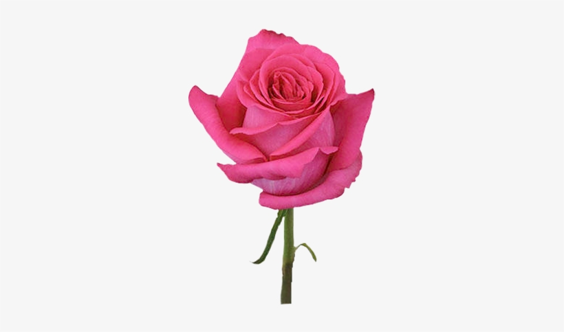 Pink Floyd - Dark Pink Rose Png, transparent png #1571013