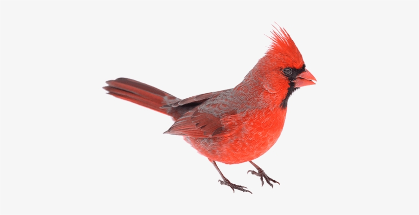 Cardinal-png - Northern Cardinal, transparent png #1571043