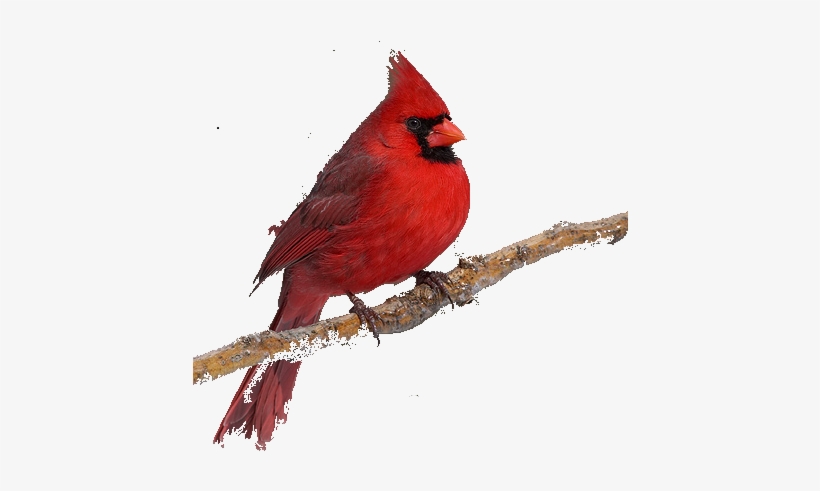 Cardinal - Cardinal With Transparent Background, transparent png #1571045