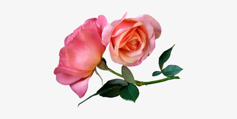 Pink Roses Sweetheart Good Morning Love Free Transparent Png