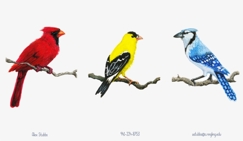 Pause - Northern Cardinal, transparent png #1571227