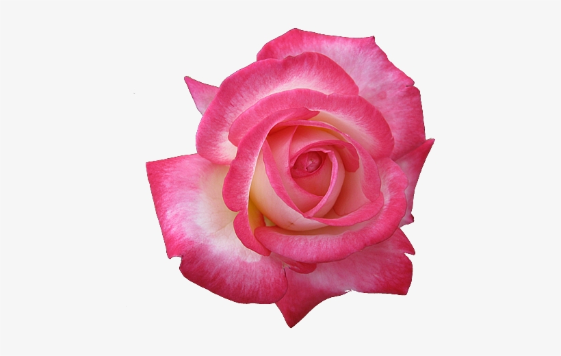 Pink Rose Clipart Transparent Png - Pink Rose Icon, transparent png #1571418