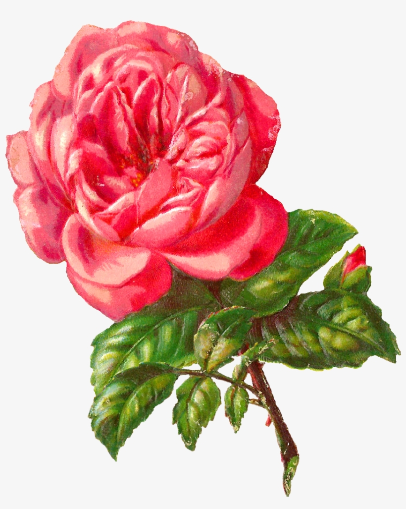 Pink Rose Clipart Illustrated - Botanical Roses Pink Png, transparent png #1571485