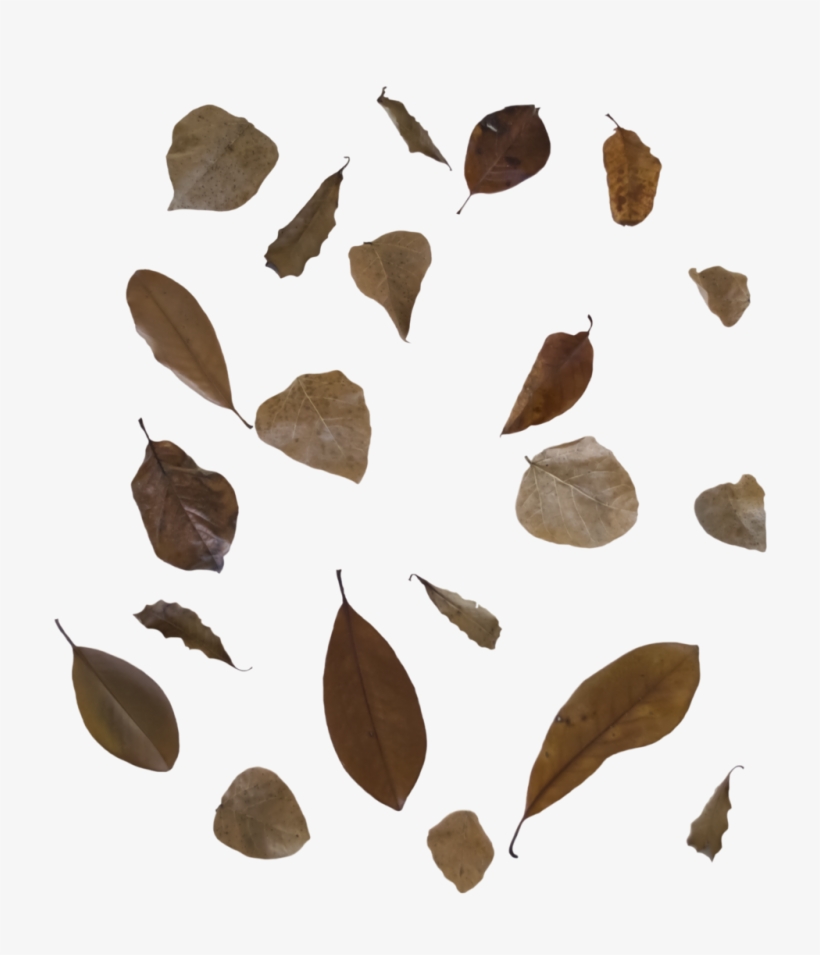 Fall Leaves 3 Png Free To Use By Kibblywibbly-d9anpwp - Leaf, transparent png #1571818