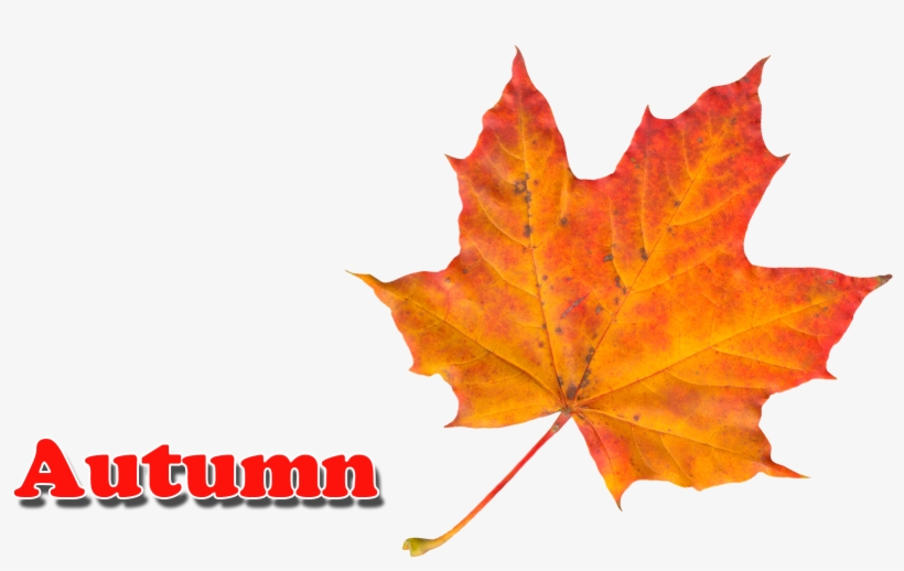 Maple Leaf, transparent png #1571902