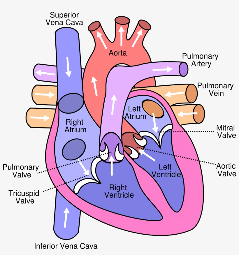 Diagram Of The Human Heart - Diagram Of The Heart, transparent png #1571905