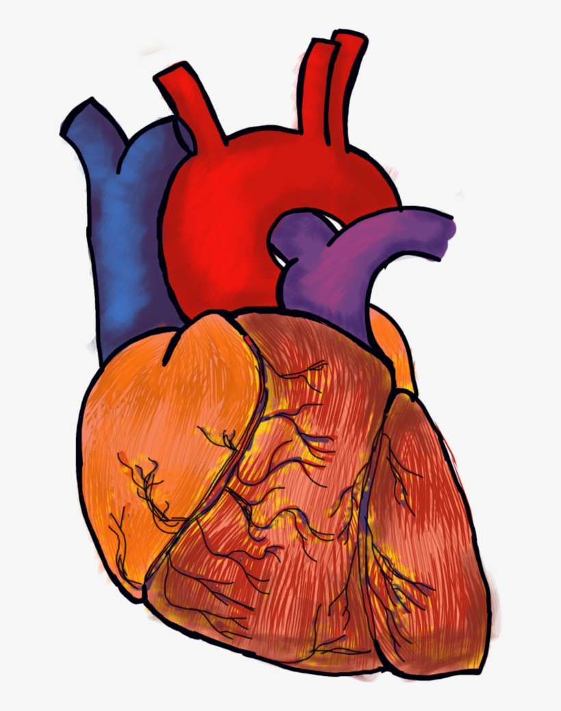 Human Heart Png File, transparent png #1571908