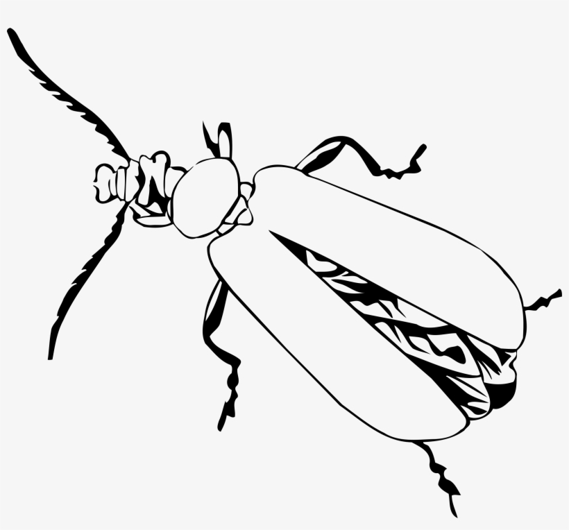 Big Image - Beetle, transparent png #1571954