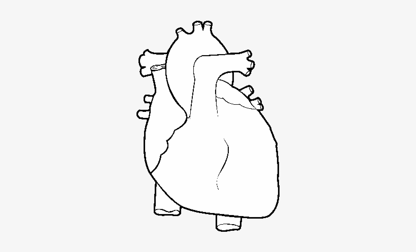 Human Heart Coloring Page - Molde De Corazon Humano, transparent png #1572359