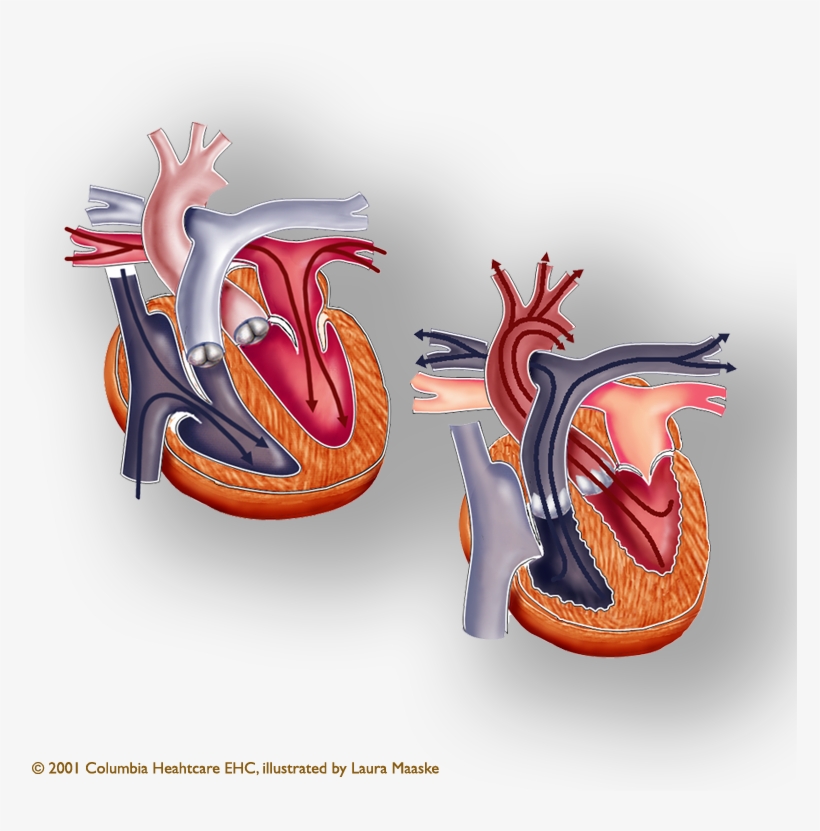 The Human Heart Has Four Chambers And Two Halves - Recipe, transparent png #1572384