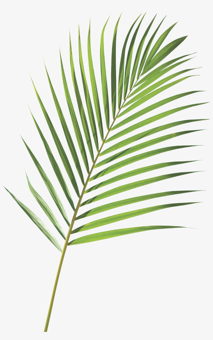 Clip Transparent Stock Royalty Free Frond Arecaceae - Nike Goddess Palm Branch, transparent png #1574331