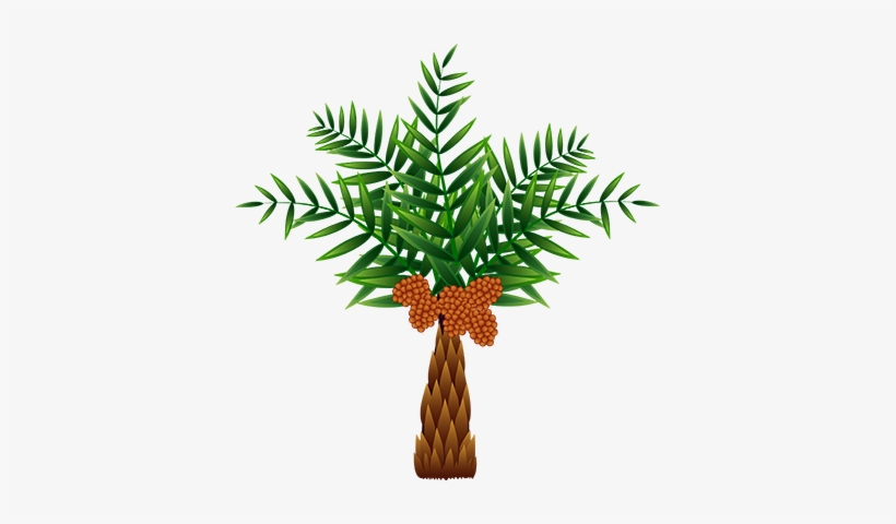 The Oil Palm, Which Was Originally Native To Africa, - Palm Oil Tree Clip Art, transparent png #1574562