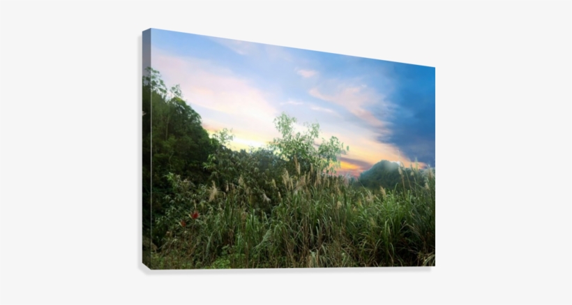 Grass Field Canvas Print - Printing, transparent png #1574894
