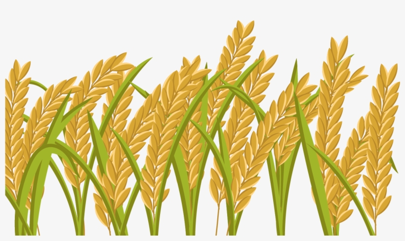 15 Grain Field Png For Free Download On Mbtskoudsalg - Rice Crop, transparent png #1574922