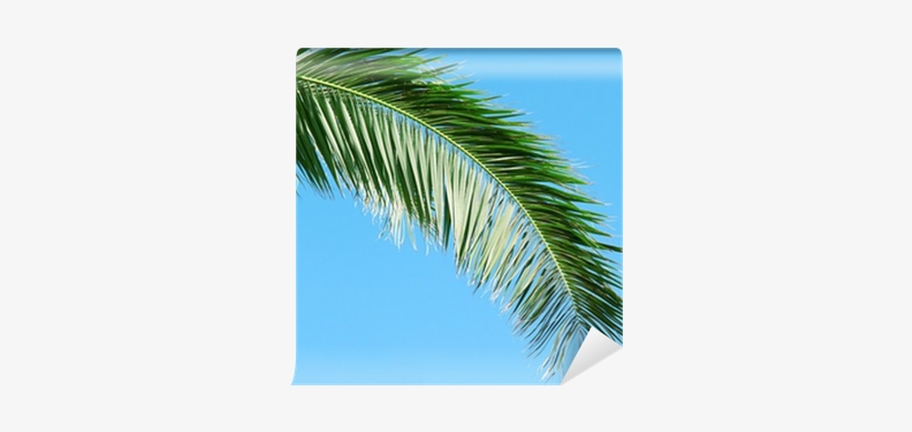 Palm Branch On Background Of Blue Sky Wall Mural • - Blue, transparent png #1575004