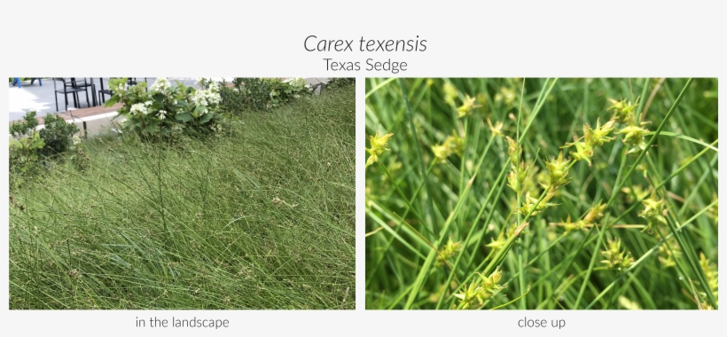 Click Here To See Our Full Carex Collection And Here, transparent png #1575059